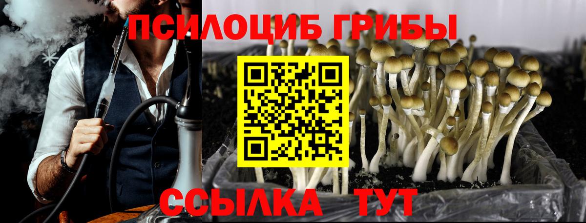 Псилоцибиновые грибы Cubensis Кандалакша